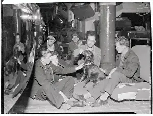 Plant Strikers Petting Stray Dog