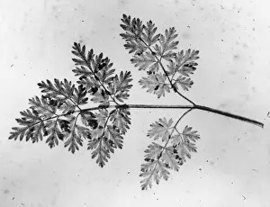 Used Prints: Plant Study