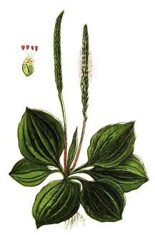 Plantago major (broadleaf plantain, white mans foot, or greater plantain)