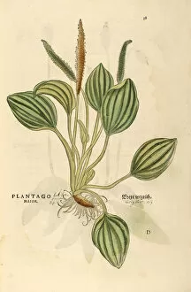16th Century Watercolor, Hand Painted Woodcutting Prints Collection: Plantago major hand painted woodcutting