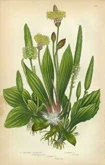 Images Dated 16th February 2016: Plantain, Banana, Ribwort, Greater Plantain, Victorian Botanical Illustration
