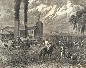 Louisiana Prints: Plantation Workers Harvesting Sugar