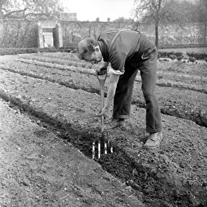 Horticulture Prints: Planting Celery