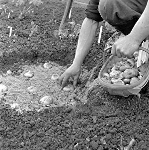 Horticulture Prints: Planting Corms