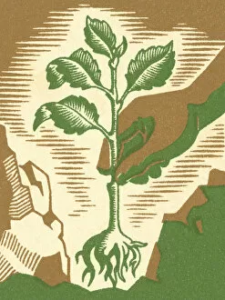 Planting a Sapling