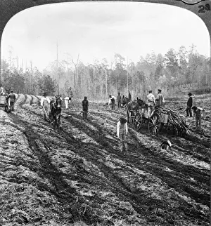 Plough Prints: Planting Sugar Cane in Georgia