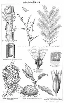 Images Dated 27th March 2017: Plants ants engraving 1895