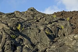 Images Dated 6th March 2007: Plants growing on lava, Kilauea, Big Island, Hawaii, United States