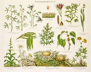 Images Dated 30th June 2015: Plants protection devices Lithograph 1896