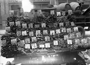 For Sale Prints: Plants For Sale