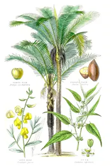 Plants used in clothing and cordage engraving 1857