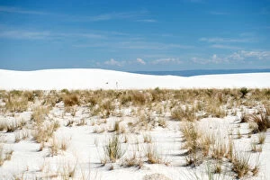 Images Dated 2nd October 2015: Plants at White Sands National Monument New Mexico