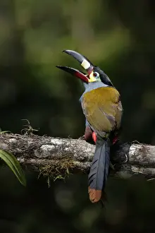 Plate-billed Mountain-toucan (Andigena laminirostris)