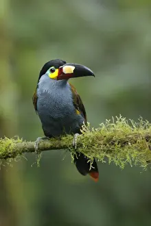 Plate-billed Mountain-toucan (Andigena laminirostris)
