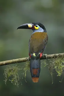 Plate-billed Mountain-toucan (Andigena laminirostris)