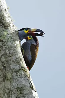 Images Dated 7th November 2017: Plate-billed Mountain-toucan (Andigena laminirostris)