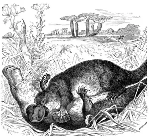 Platypus (Ornithorhynchus anatinus)