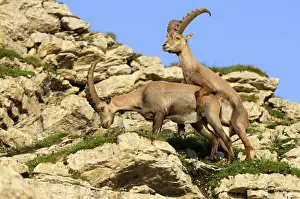 Swiss Prints: Playful attempt at coupling of alpine ibex (Capra ibex)