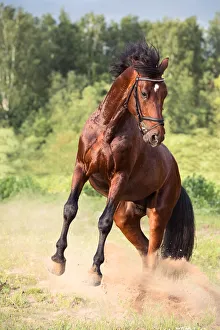 Images Dated 13th July 2017: playing bay Oldenburg stallion