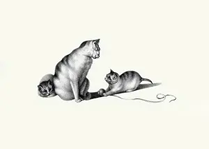 Kittens Prints: Playing with String