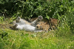 Playing young lynxes -Lynx-, Haltern game park, Germany