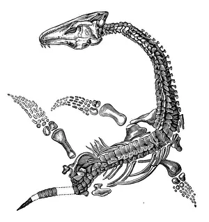 Plesiosaurus