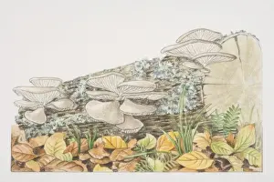 Mushrooms Prints: Pleurotus ostreatus, Common Oyster Mushrooms fruiting from log