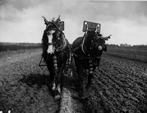 Plough Prints: Plough Horses