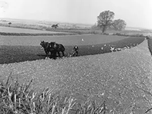 Prints of 2nd May 1953: Birds fly over the freshly tilled soil as the farmer ploughs his fields. Original Publication: Picture Post - 6497 - Picture Post Watches A Water Diviner - pub A Photographic Legacy: Ploughing