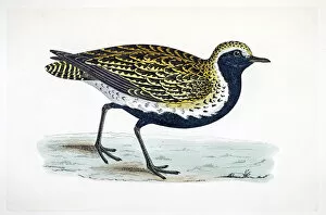 The History of British Birds by Morris Collection: Plover bird 19 century illustration