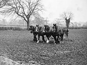 Lac0078 Prints: PLOWING A FIELD