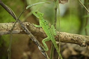 Images Dated 25th May 2012: Plumed basilisk, Green basilisk, Double crested basilisk or Jesus Christ lizard -Basiliscus