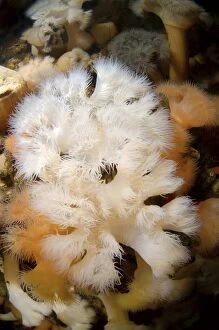 Marine Animal Collection: Plumose Anemone or Frilled Anemone -Metridium senile-, White Sea, Karelia, Russia