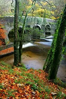 Images Dated 6th November 2011: Plymbridge