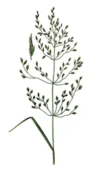 Poa nemoralis, the wood bluegrass