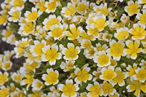 Images Dated 29th May 2010: Poached egg plant or Douglas meadowfoam -Limnanthes douglasii-