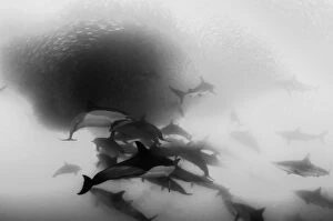 Images Dated 10th July 2013: Pod of common dolphins attack a sardine bait ball during the sardine run, Wild Coast, South Africa