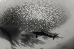 Wildest Animal Collection Prints: Pod of common dolphins attack a sardine bait ball during the sardine run