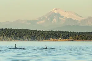 Pod of Orca Whales (Orcinus orca) in Haro Strait near San Juan Island with Mt. Baker behind, Washington State, USA