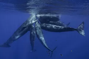 Images Dated 10th April 2015: Pod of sperm whale calves and juveniles in a social group, north western Mauritius, Indian Ocean