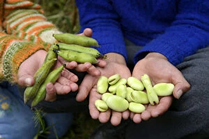Images Dated 2nd May 2014: Pods and beans, Broad beans or Haba -Vicia faba- in childrens open hands, Chuquis, Huanuco Province
