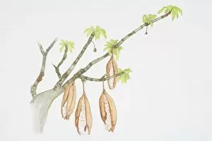 Branches Collection: Pods hanging from branches of Ceiba pentandra, Kapok Tree