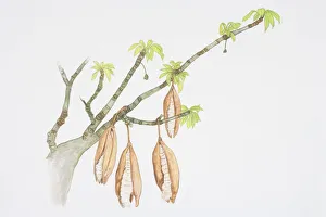 Branches Collection: Pods hanging from branches of Ceiba pentandra, Kapok Tree