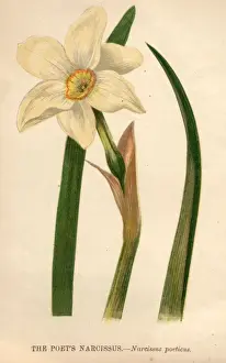 Poets Narcissus