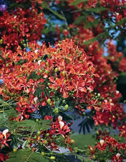 Miami Prints: Poinciana Tree in Bloom