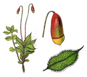 Pointed-leaved moss (bryum acyphilum)