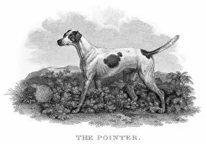 Images Dated 31st May 2015: The Pointer engraving 1812