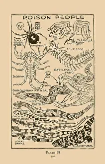 Spiders Prints: Poison People II