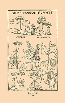 Toxic Prints: Some Poison Plants