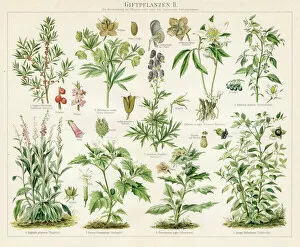 Images Dated 10th May 2017: Poison plants lithograph 1895